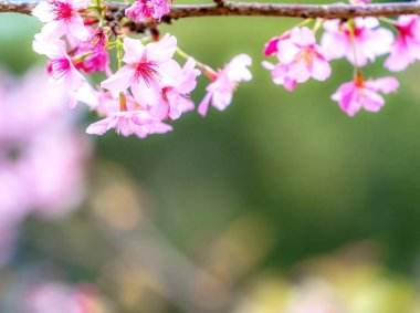 Güzel kiraz çiçekleri sakura ağacı baharda çiçek açar bahçenin üzerinde, kopyala boşluğu, kapat.