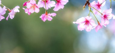 Güzel kiraz çiçekleri sakura ağacı baharda çiçek açar bahçenin üzerinde, kopyala boşluğu, kapat.