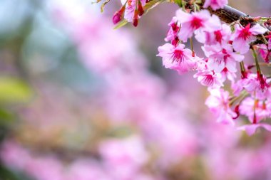Güzel kiraz çiçekleri sakura ağacı baharda mavi gökyüzünde açar, boşluğu kopyala, kapat.
