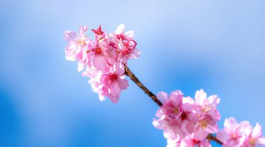 Güzel kiraz çiçekleri sakura ağacı baharda mavi gökyüzünde açar, boşluğu kopyala, kapat.