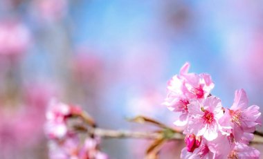 Güzel kiraz çiçekleri sakura ağacı baharda mavi gökyüzünde açar, boşluğu kopyala, kapat.