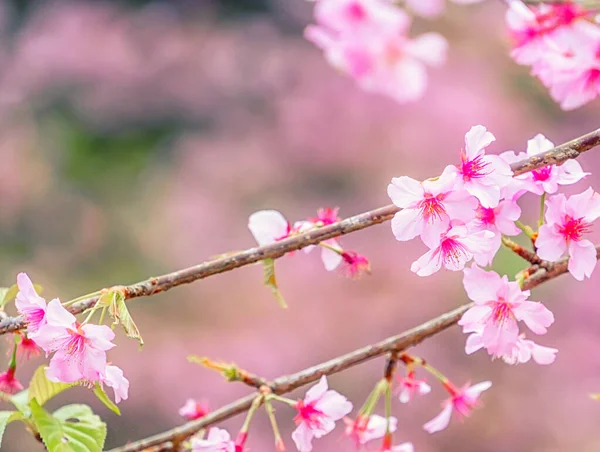 Gyönyörű Cseresznyevirágok Sakura Virágzik Tavasszal Kert Felett Másolás Tér Közelről — Stock Fotó