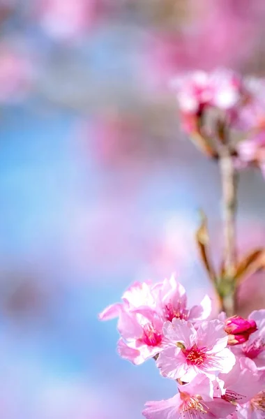 Krásné Třešňové Květy Sakura Strom Kvést Jaře Nad Modrou Oblohou — Stock fotografie