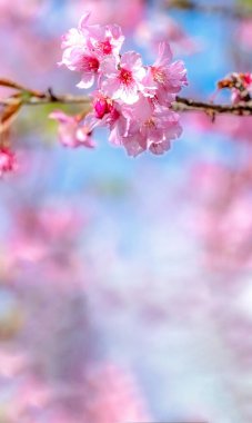 Güzel kiraz çiçekleri sakura ağacı baharda mavi gökyüzünde açar, boşluğu kopyala, kapat.
