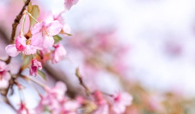 Güzel kiraz çiçekleri sakura ağacı baharda mavi gökyüzünde açar, boşluğu kopyala, kapat.