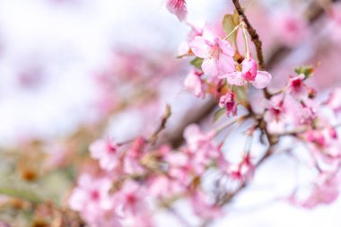 Güzel kiraz çiçekleri sakura ağacı baharda mavi gökyüzünde açar, boşluğu kopyala, kapat.