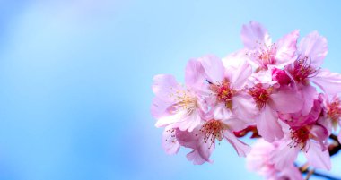Güzel kiraz çiçekleri sakura ağacı baharda mavi gökyüzünde açar, boşluğu kopyala, kapat.