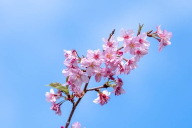 Güzel kiraz çiçekleri sakura ağacı baharda mavi gökyüzünde açar, boşluğu kopyala, kapat.