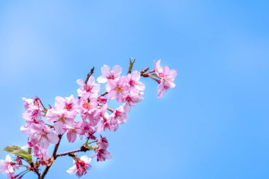 Güzel kiraz çiçekleri sakura ağacı baharda mavi gökyüzünde açar, boşluğu kopyala, kapat.