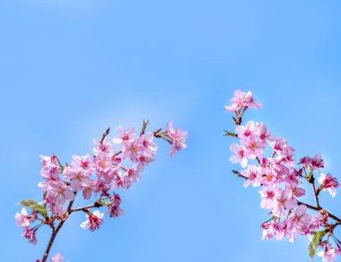 Güzel kiraz çiçekleri sakura ağacı baharda mavi gökyüzünde açar, boşluğu kopyala, kapat.