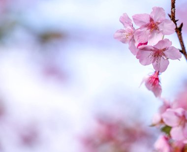Güzel kiraz çiçekleri sakura ağacı baharda mavi gökyüzünde açar, boşluğu kopyala, kapat.