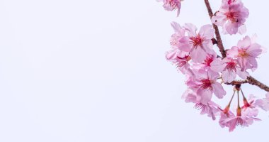 Güzel kiraz çiçekleri sakura ağacı baharda mavi gökyüzünde açar, boşluğu kopyala, kapat.