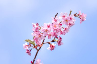 Güzel kiraz çiçekleri sakura ağacı baharda mavi gökyüzünde açar, boşluğu kopyala, kapat.