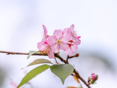 Güzel kiraz çiçekleri sakura ağacı baharda mavi gökyüzünde açar, boşluğu kopyala, kapat.