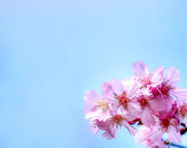 Güzel kiraz çiçekleri sakura ağacı baharda mavi gökyüzünde açar, boşluğu kopyala, kapat.