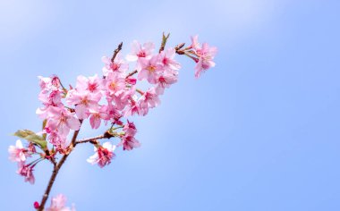 Güzel kiraz çiçekleri sakura ağacı baharda mavi gökyüzünde açar, boşluğu kopyala, kapat.