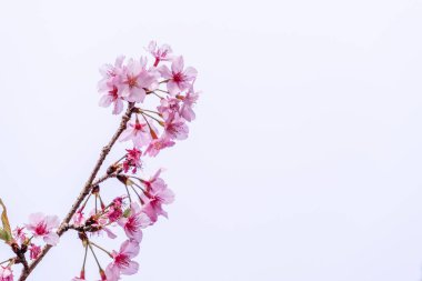 Güzel kiraz çiçekleri sakura ağacı baharda mavi gökyüzünde açar, boşluğu kopyala, kapat.