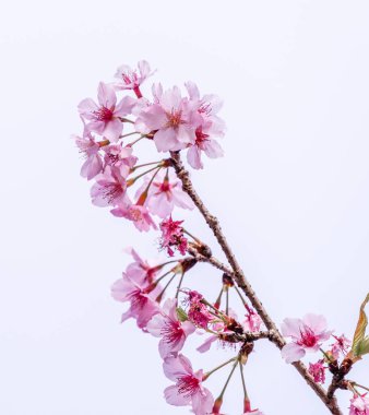 Güzel kiraz çiçekleri sakura ağacı baharda mavi gökyüzünde açar, boşluğu kopyala, kapat.