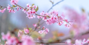 Güzel kiraz çiçekleri sakura ağacı baharda mavi gökyüzünde açar, boşluğu kopyala, kapat.