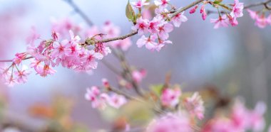 Güzel kiraz çiçekleri sakura ağacı baharda mavi gökyüzünde açar, boşluğu kopyala, kapat.