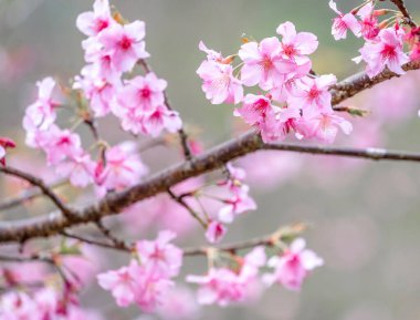 Güzel kiraz çiçekleri sakura ağacı baharda mavi gökyüzünde açar, boşluğu kopyala, kapat.