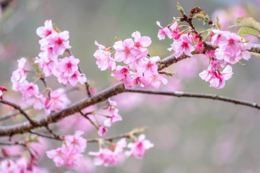 Güzel kiraz çiçekleri sakura ağacı baharda mavi gökyüzünde açar, boşluğu kopyala, kapat.