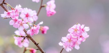 Güzel kiraz çiçekleri sakura ağacı baharda mavi gökyüzünde açar, boşluğu kopyala, kapat.