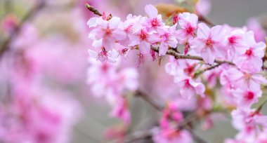 Güzel kiraz çiçekleri sakura ağacı baharda mavi gökyüzünde açar, boşluğu kopyala, kapat.