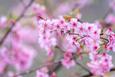 Güzel kiraz çiçekleri sakura ağacı baharda mavi gökyüzünde açar, boşluğu kopyala, kapat.