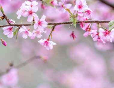 Güzel kiraz çiçekleri sakura ağacı baharda mavi gökyüzünde açar, boşluğu kopyala, kapat.