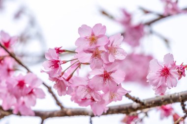 Güzel kiraz çiçekleri sakura ağacı baharda mavi gökyüzünde açar, boşluğu kopyala, kapat.
