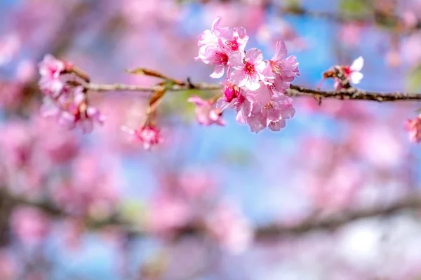 Frumoase Flori Cireșe Sakura Copac Înfloresc Primăvara Peste Cerul Albastru — Fotografie, imagine de stoc