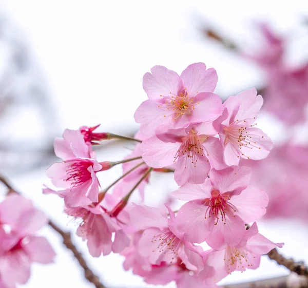 Beautiful Cherry Blossoms Sakura Tree Bloom Spring Blue Sky Copy — Stock Photo, Image