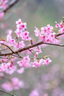 Güzel kiraz çiçekleri parkta ilkbaharda sakura ağacı çiçek, uzay kopyalamak, yakın.