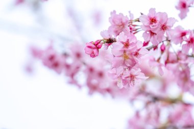 Güzel kiraz çiçekleri parkta ilkbaharda sakura ağacı çiçek, uzay kopyalamak, yakın.