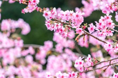 Güzel kiraz çiçekleri parkta ilkbaharda sakura ağacı çiçek, uzay kopyalamak, yakın.