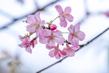Güzel kiraz çiçekleri parkta ilkbaharda sakura ağacı çiçek, uzay kopyalamak, yakın.