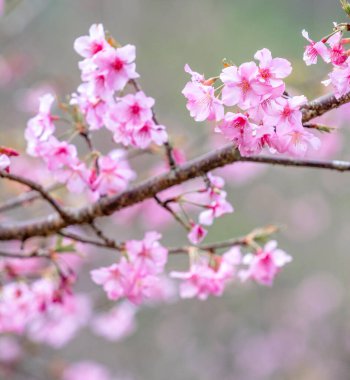 Güzel kiraz çiçekleri parkta ilkbaharda sakura ağacı çiçek, uzay kopyalamak, yakın.