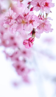 Güzel kiraz çiçekleri parkta ilkbaharda sakura ağacı çiçek, uzay kopyalamak, yakın.