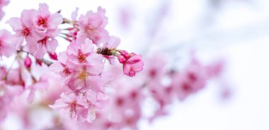 Güzel kiraz çiçekleri parkta ilkbaharda sakura ağacı çiçek, uzay kopyalamak, yakın.