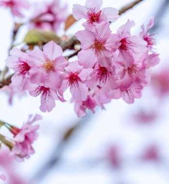 Güzel kiraz çiçekleri parkta ilkbaharda sakura ağacı çiçek, uzay kopyalamak, yakın.
