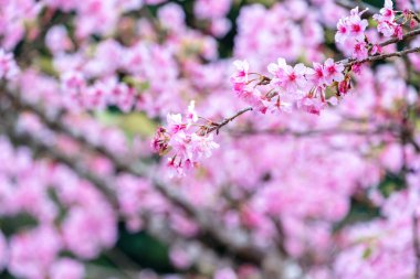 Güzel kiraz çiçekleri parkta ilkbaharda sakura ağacı çiçek, uzay kopyalamak, yakın.