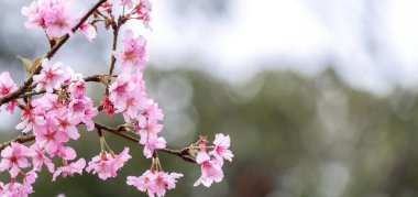 Güzel kiraz çiçekleri parkta ilkbaharda sakura ağacı çiçek, uzay kopyalamak, yakın.