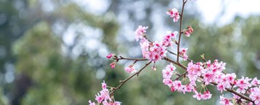 Güzel kiraz çiçekleri parkta ilkbaharda sakura ağacı çiçek, uzay kopyalamak, yakın.