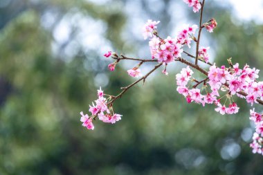 Güzel kiraz çiçekleri parkta ilkbaharda sakura ağacı çiçek, uzay kopyalamak, yakın.