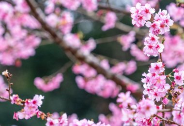 Güzel kiraz çiçekleri parkta ilkbaharda sakura ağacı çiçek, uzay kopyalamak, yakın.