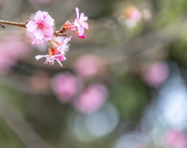 Güzel kiraz çiçekleri parkta ilkbaharda sakura ağacı çiçek, uzay kopyalamak, yakın.