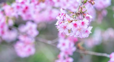 Güzel kiraz çiçekleri parkta ilkbaharda sakura ağacı çiçek, uzay kopyalamak, yakın.