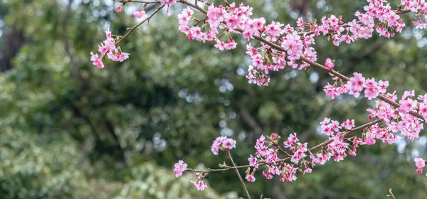 Piękne Wiśniowe Kwiaty Sakura Drzewo Kwitną Wiosną Parku Kopiuj Przestrzeń — Zdjęcie stockowe