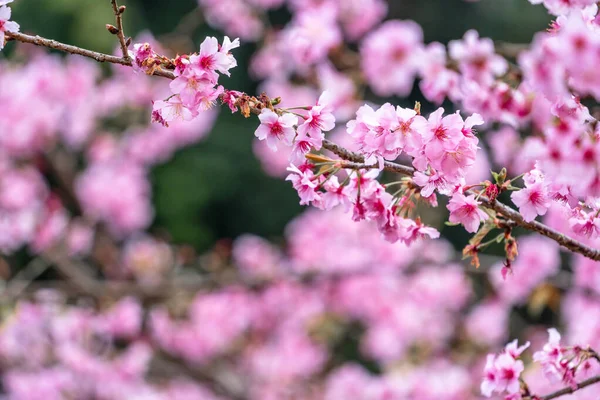 Vackra Cherry Blommor Sakura Tree Bloom Våren Parken Kopiera Utrymme — Stockfoto
